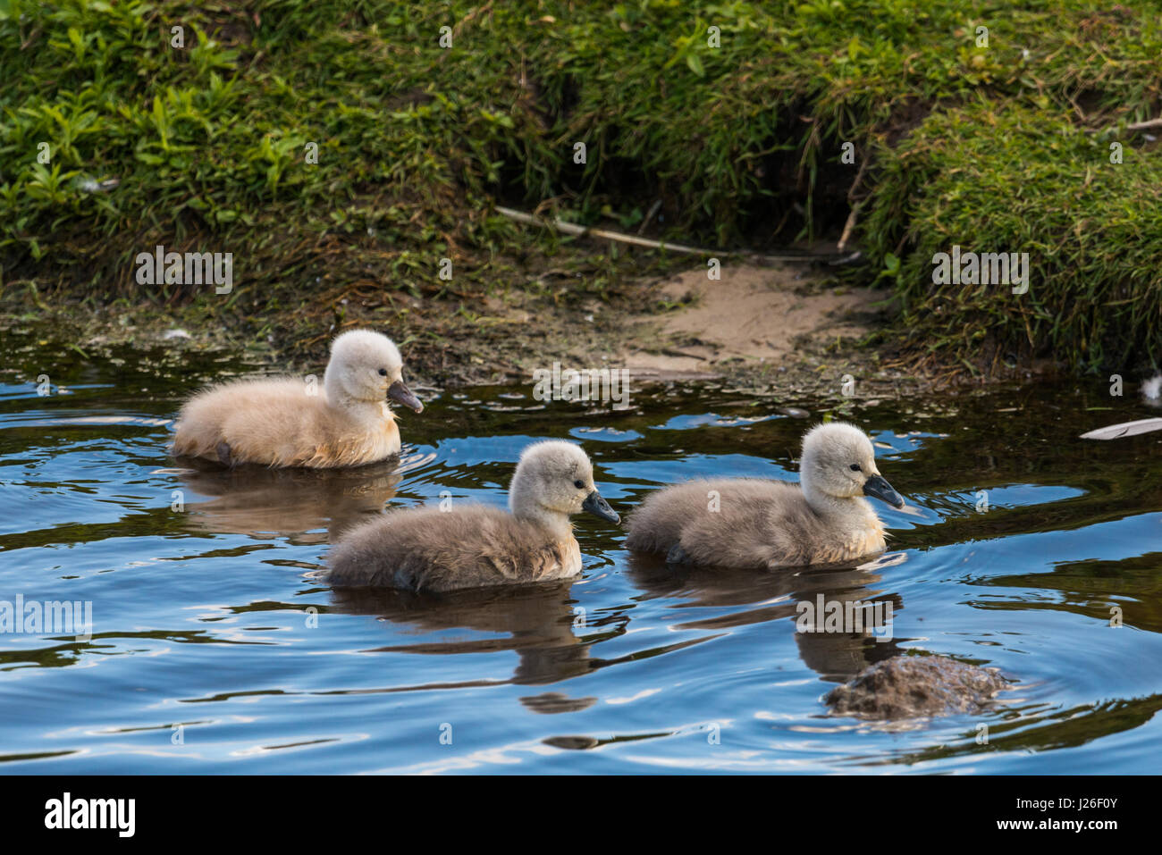 mute Swan with young animals Stock Photo Alamy