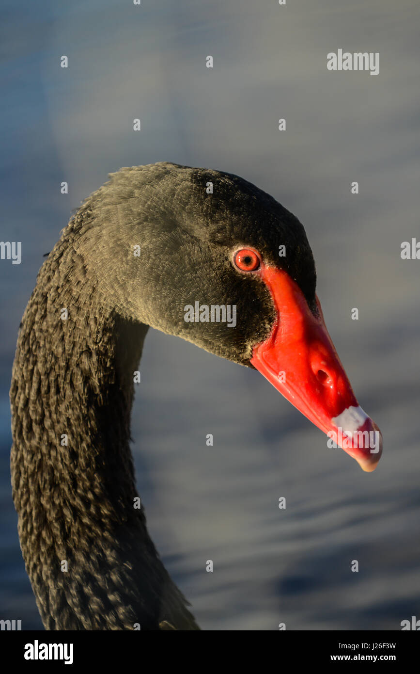 Black swan on a lake Stock Photo