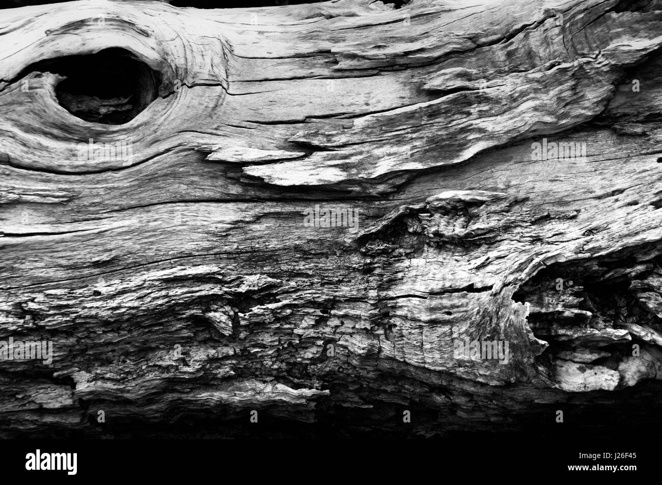 Old plants black and white hi-res stock photography and images - Alamy