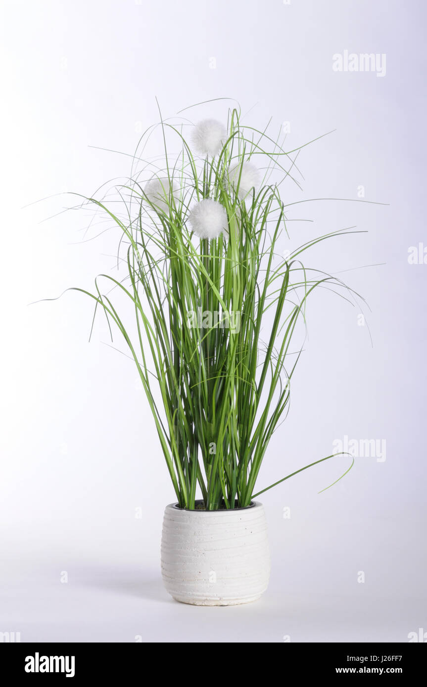 Green plant in white pot and white background Stock Photo Alamy