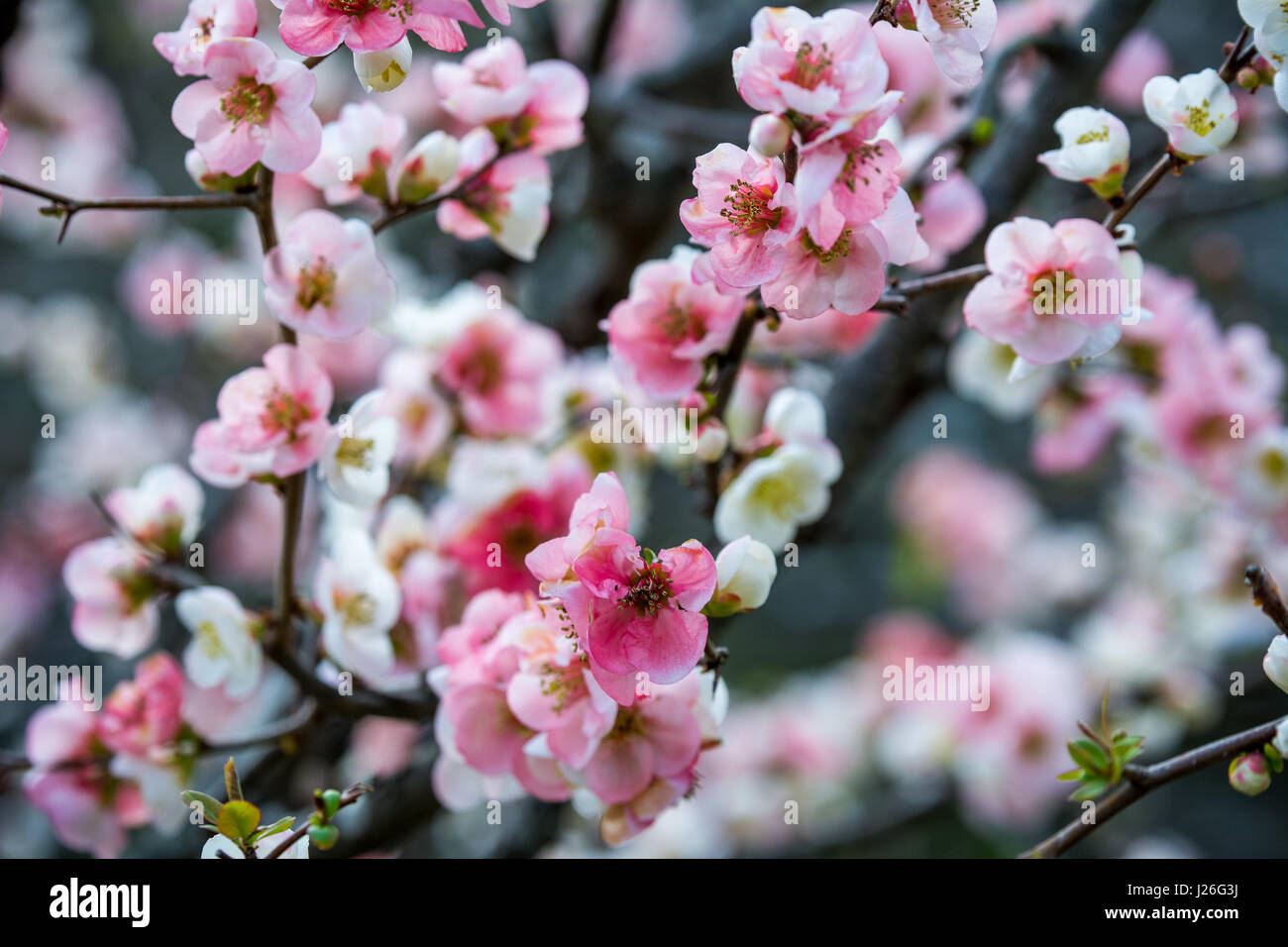 Cherry blossoms / Sakura no hana in Kamakura Stock Photo