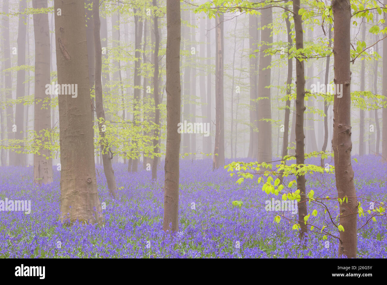 A beautiful blooming bluebell forest. Photographed on a foggy morning in the Forest of Halle (Hallerbos) in Belgium. Stock Photo