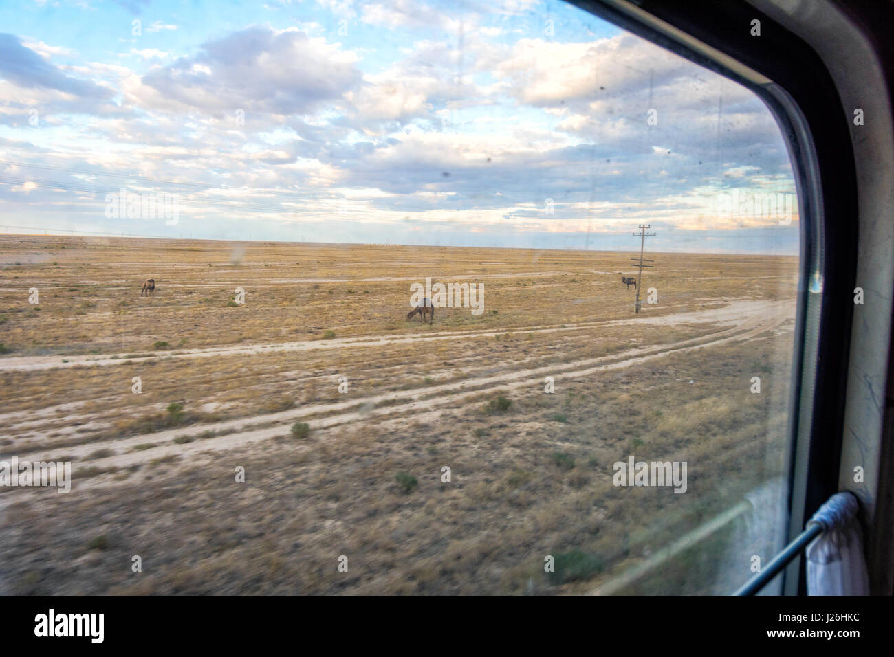 Camels in the semi desert over the train window in Karakalpakstan autonomous region, Uzbekistan Stock Photo