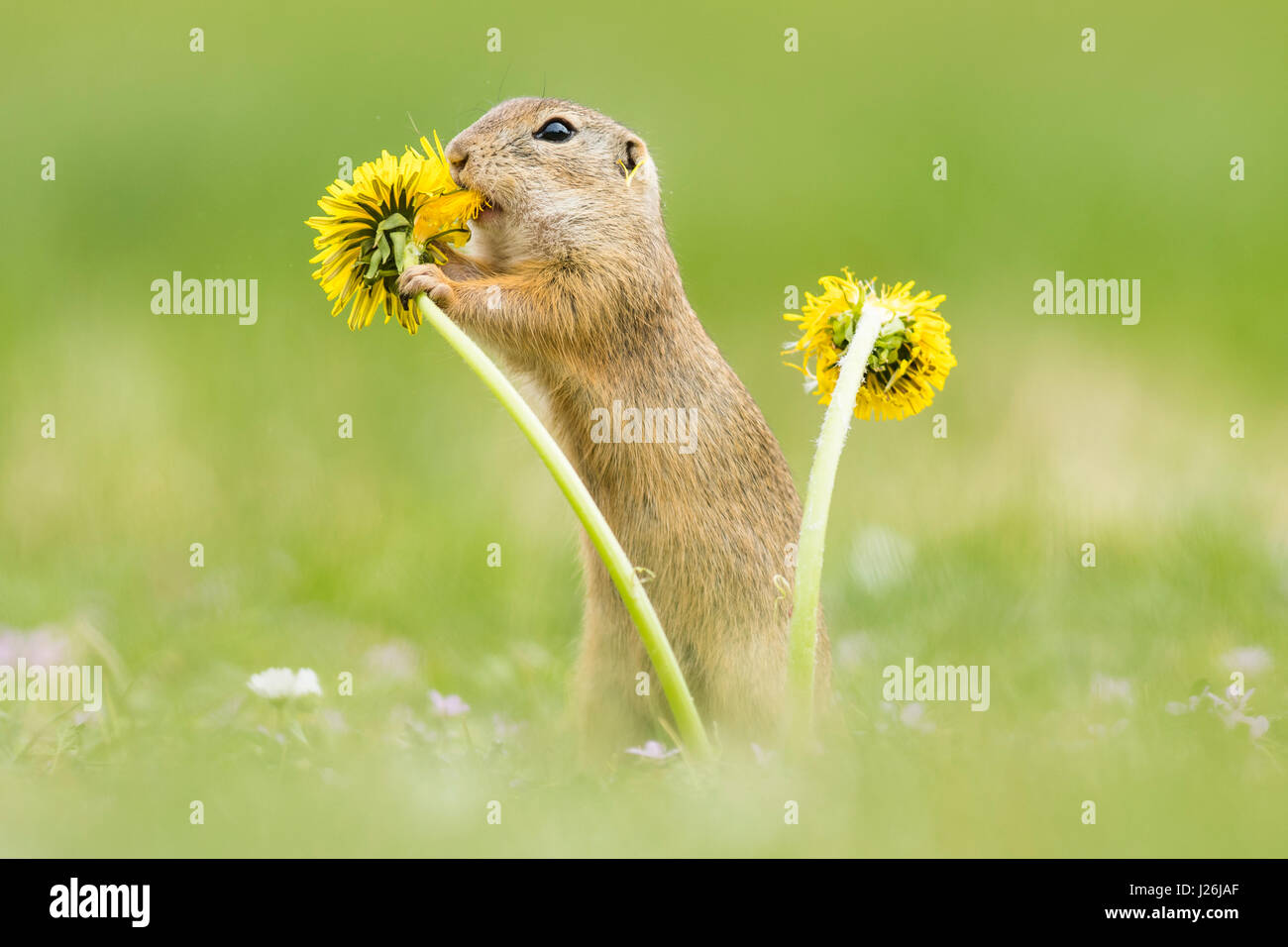 European ground squirrel (Spermophilus citellus) eating Dandelion