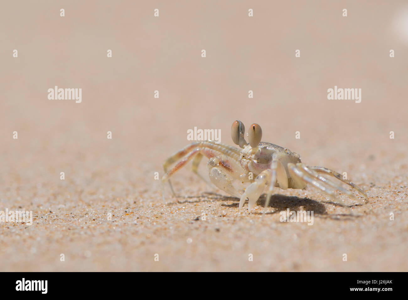 Young European green crab (Carcinus maenas), Phan Thiet, Vietnam Stock Photo