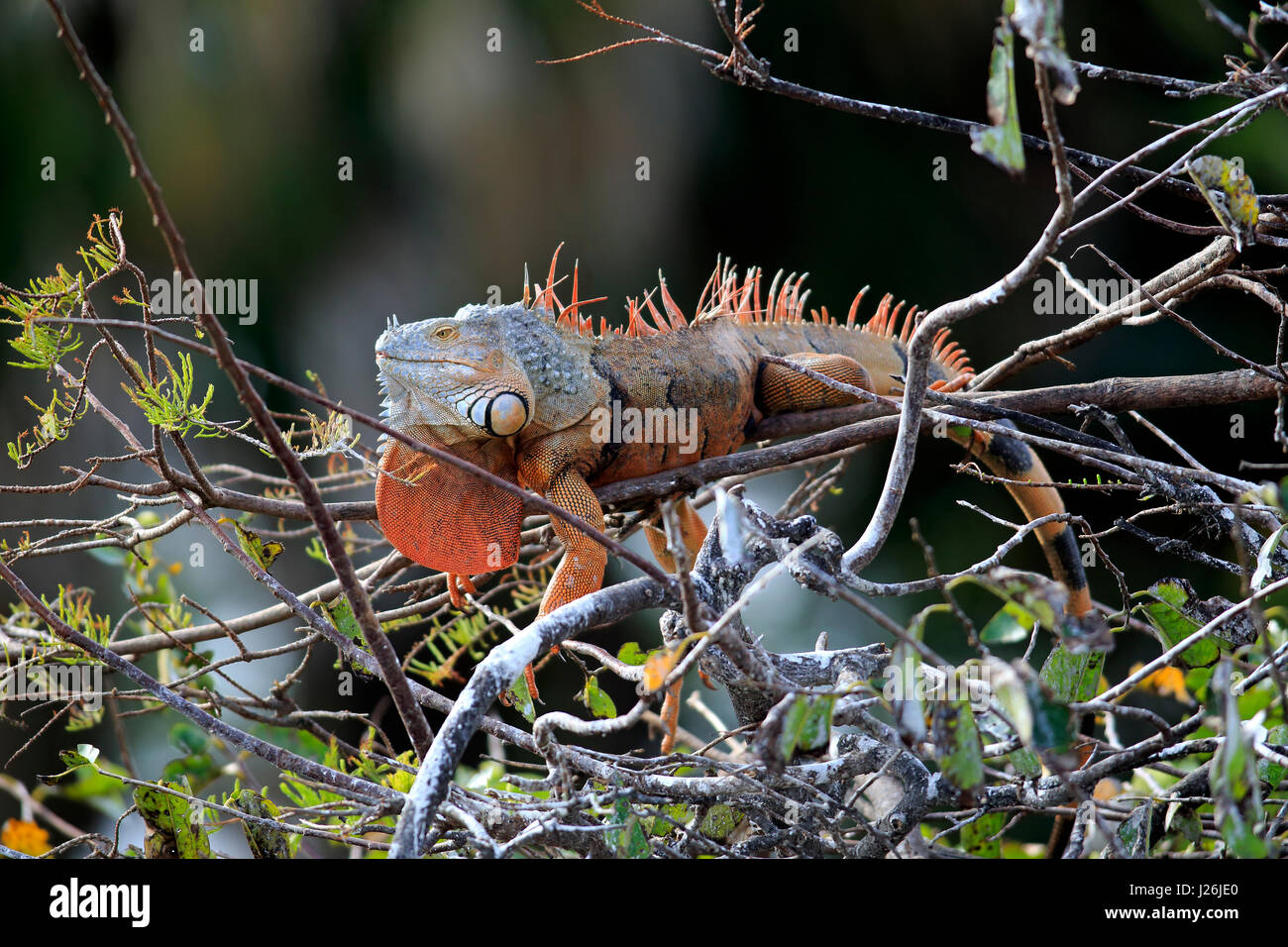 Green Iguana (Iguana iguana), red variant, on tree, Wakodahatchee Wetlands, Delray Beach, Florida, USA Stock Photo