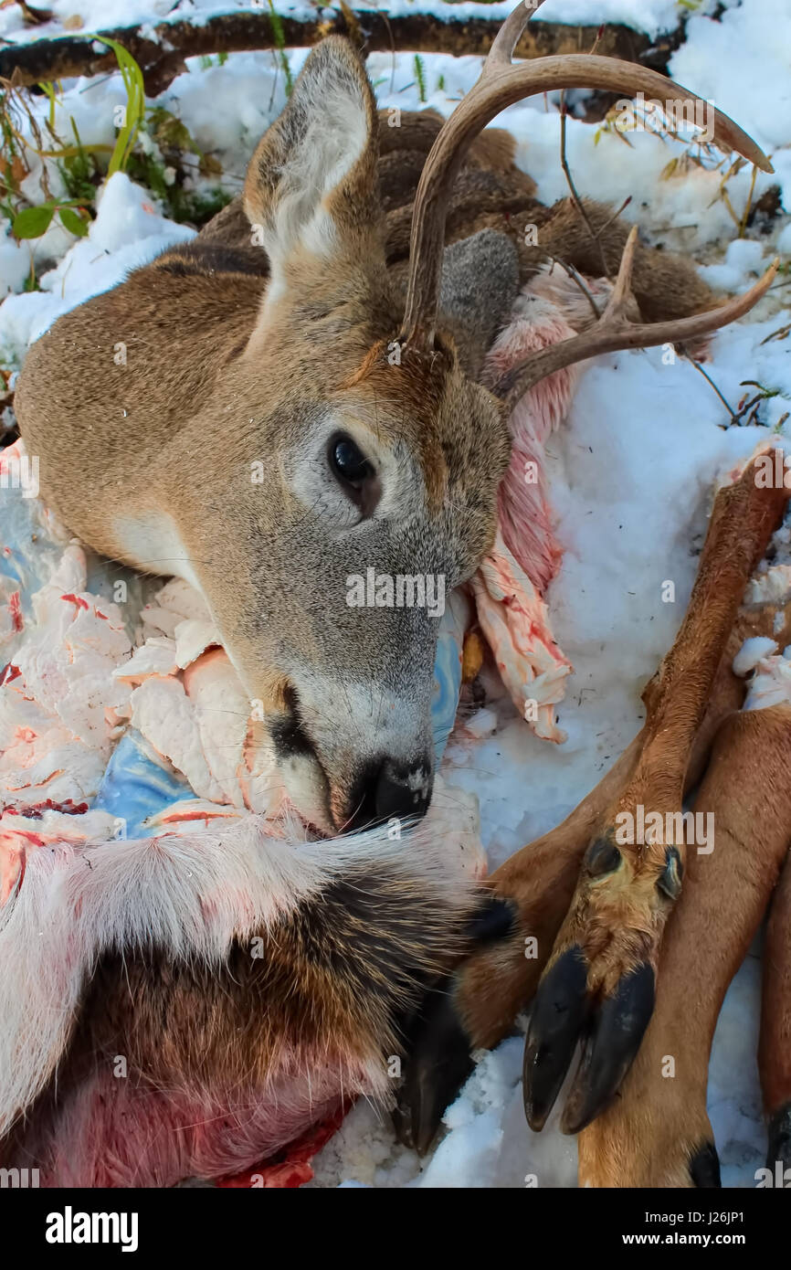 Closeup of a Freshly Killed White Tail Deer Remains after Skinning. Stock Photo