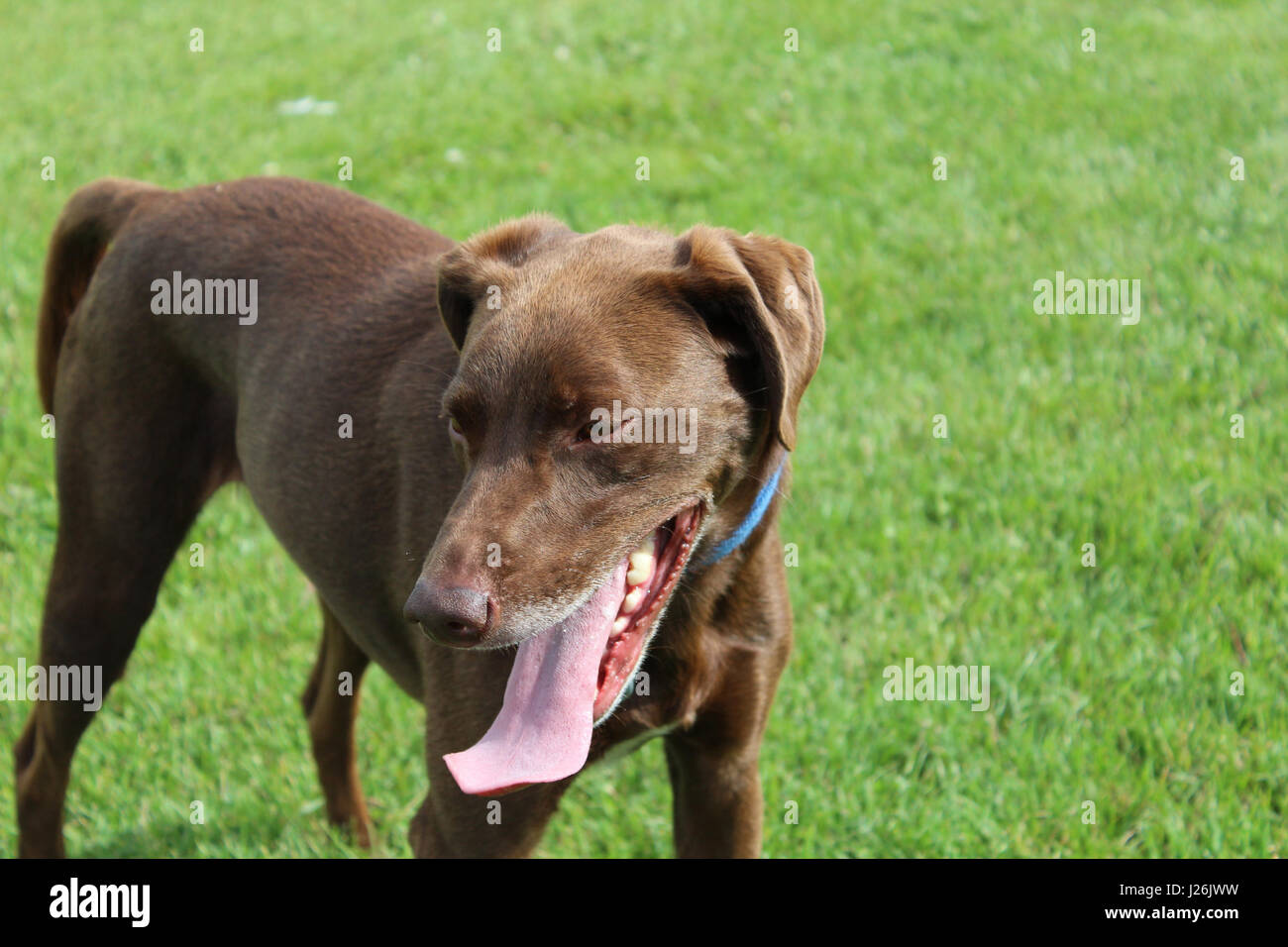 Tired Dog at the Park Stock Photo Alamy