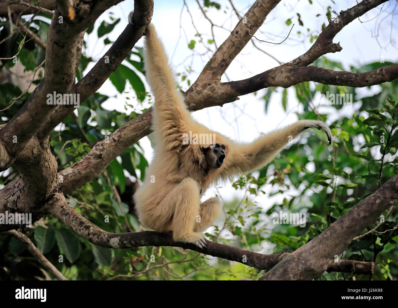 White hand gibbon, Lar (Hylobates lar), adult female calling on tree, Occurrence in Southeast Asia, captive, Stock Photo