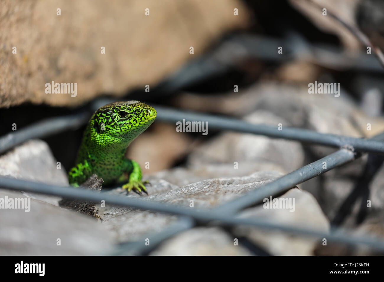 Eidechse auf der Lauer Stock Photo