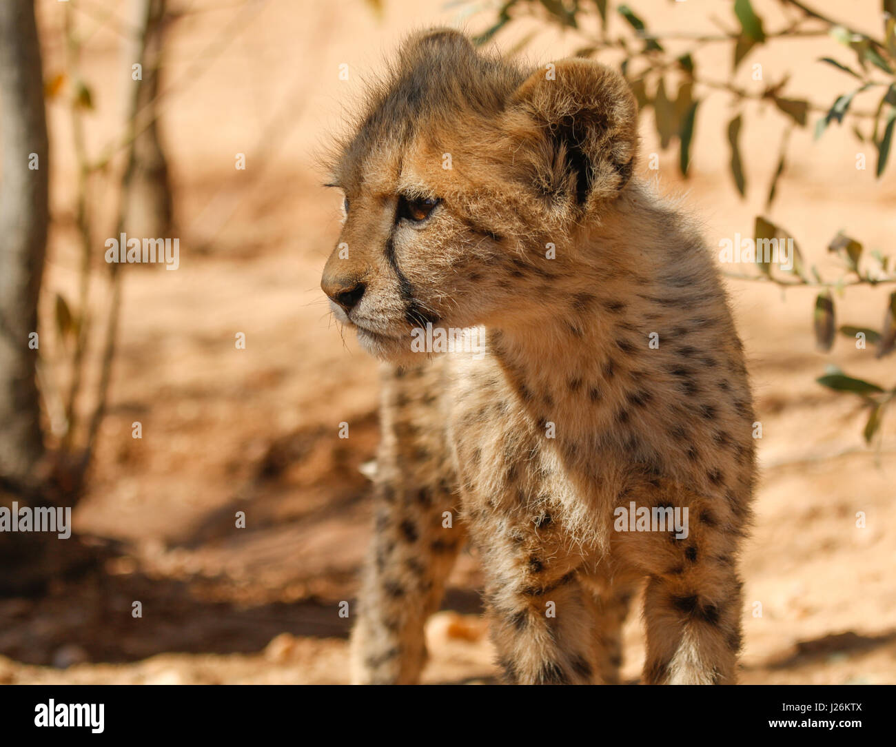 Cute baby cheetah cub in African bush Stock Photo