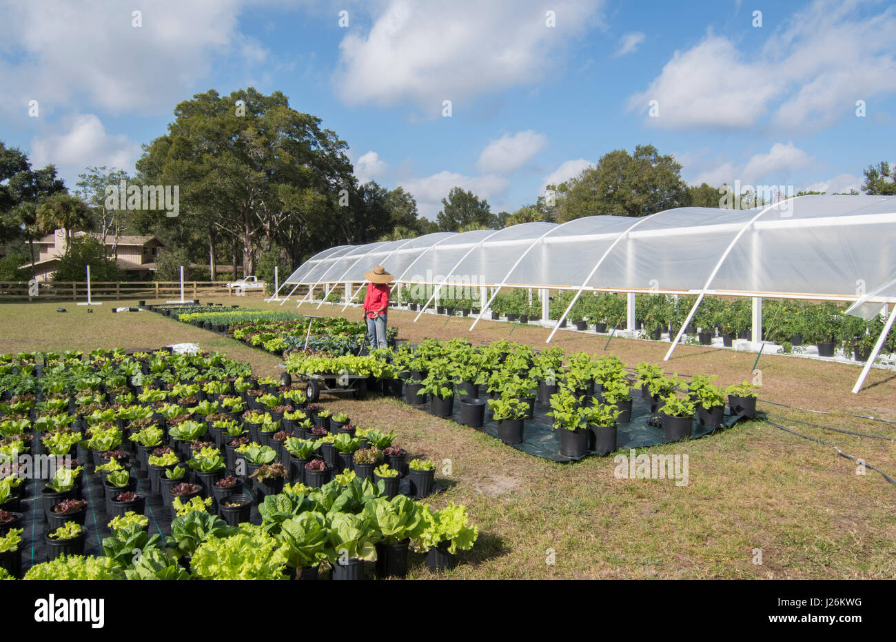 Central Florida organic home garden with plants and vegetables with woman farming in backyard for healthy diet and eating farm coop Stock Photo