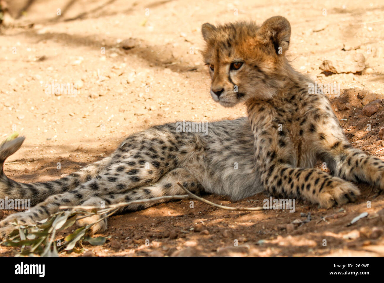 Cute baby cheetah cub in African bush Stock Photo