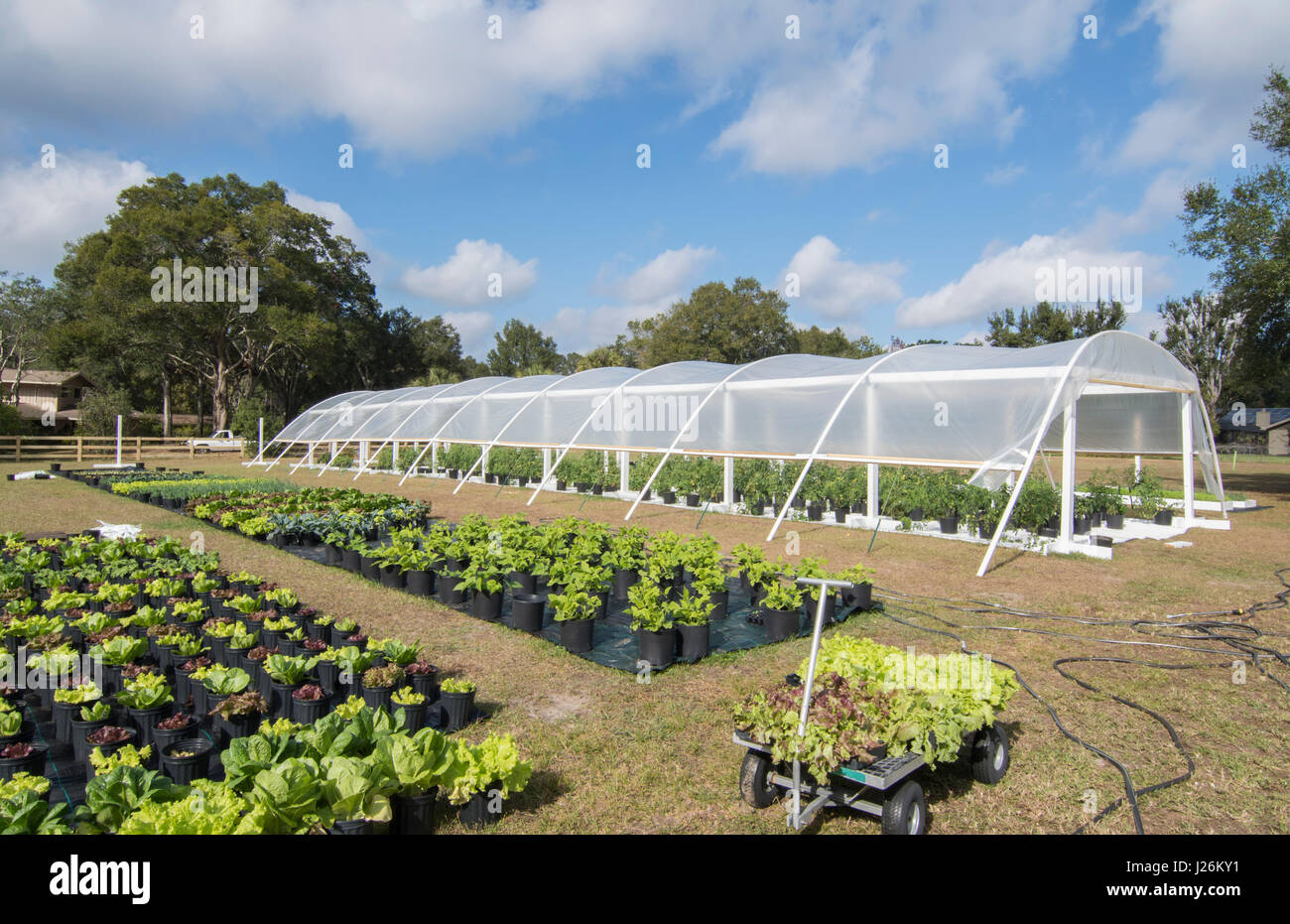 Central Florida organic home garden with plants and vegetables in backyard for healthy diet and eating farm coop Stock Photo