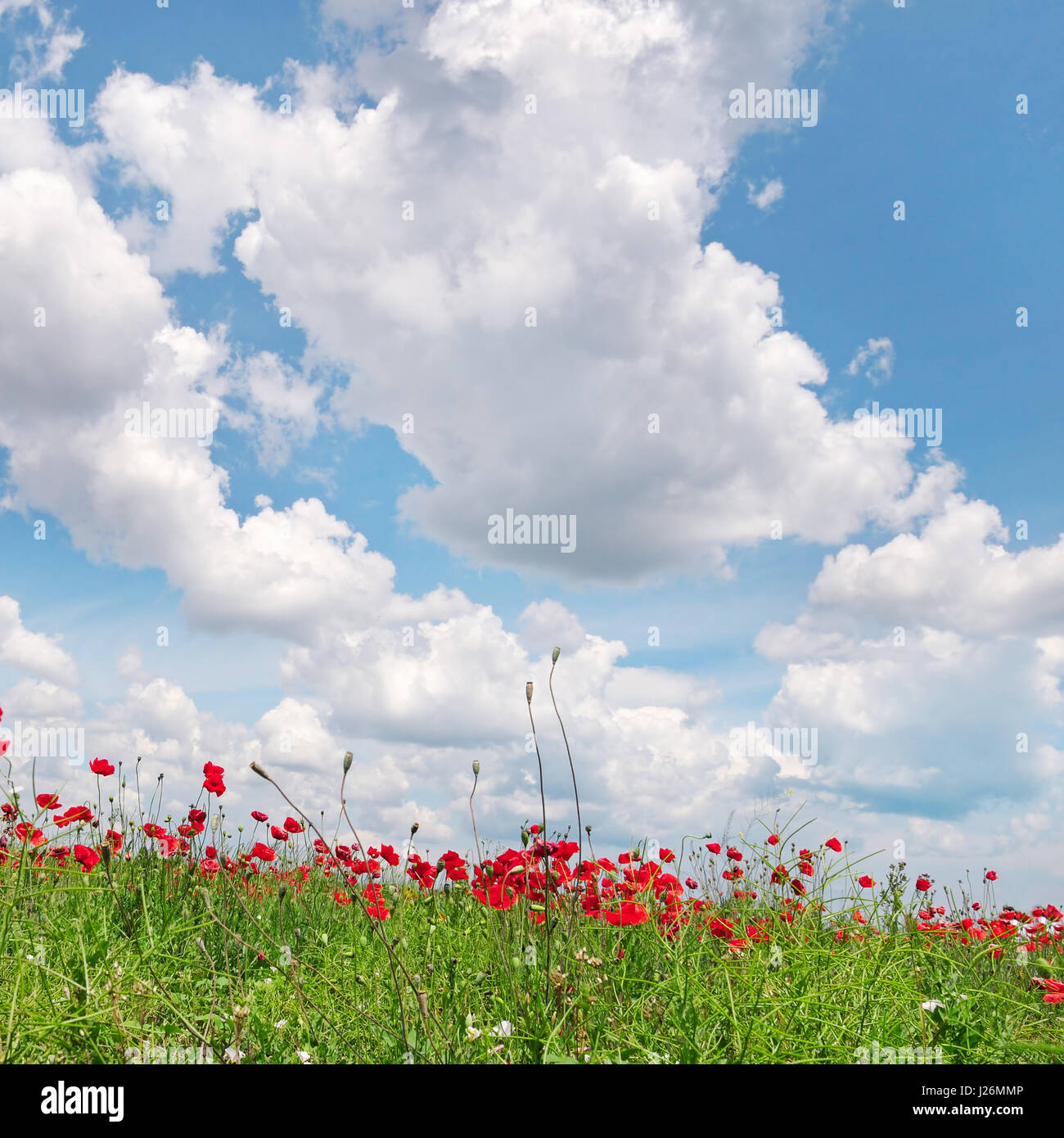 poppies on green field and blue sky Stock Photo - Alamy