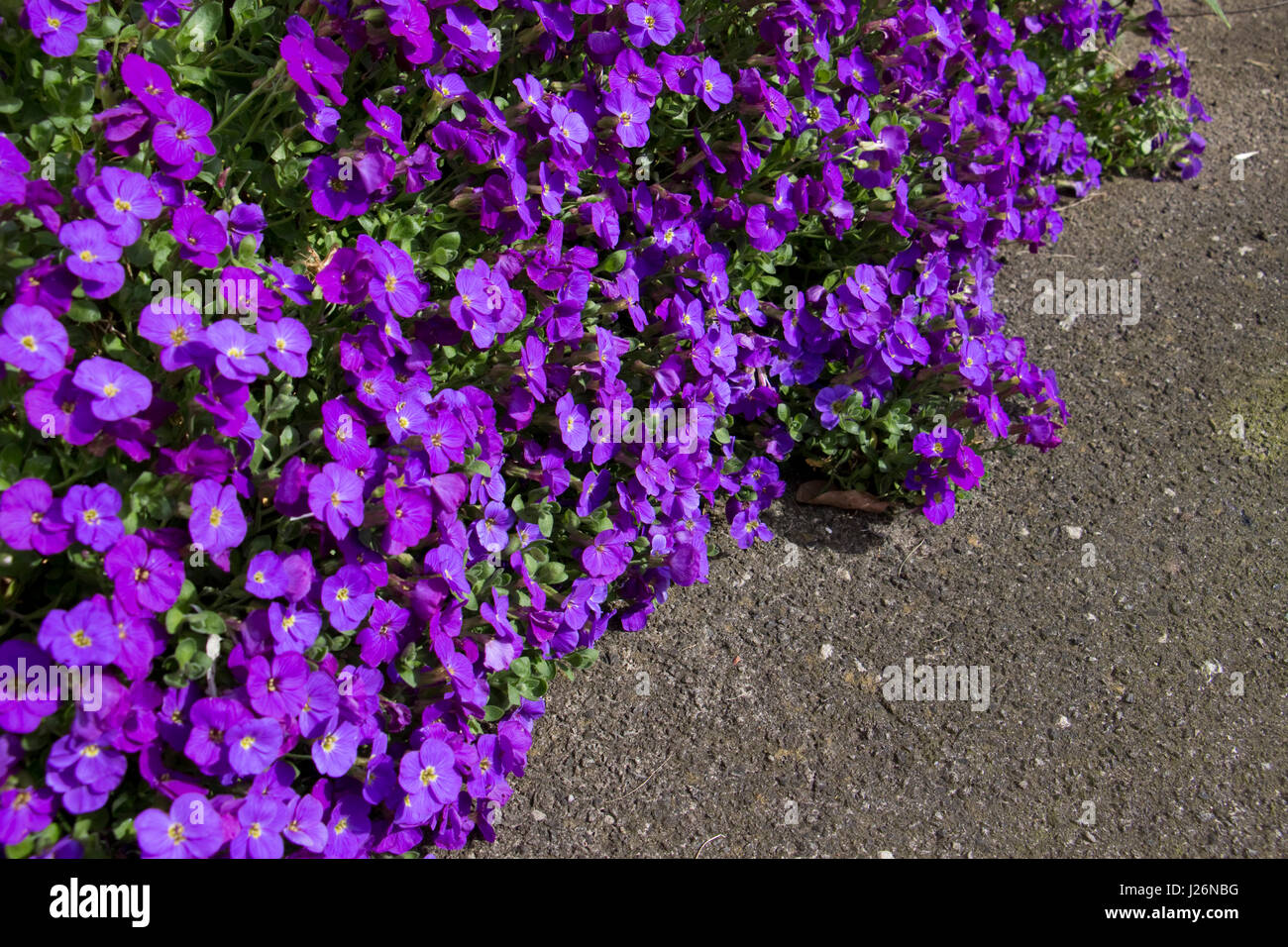 Purple Aubretia in flower Stock Photo