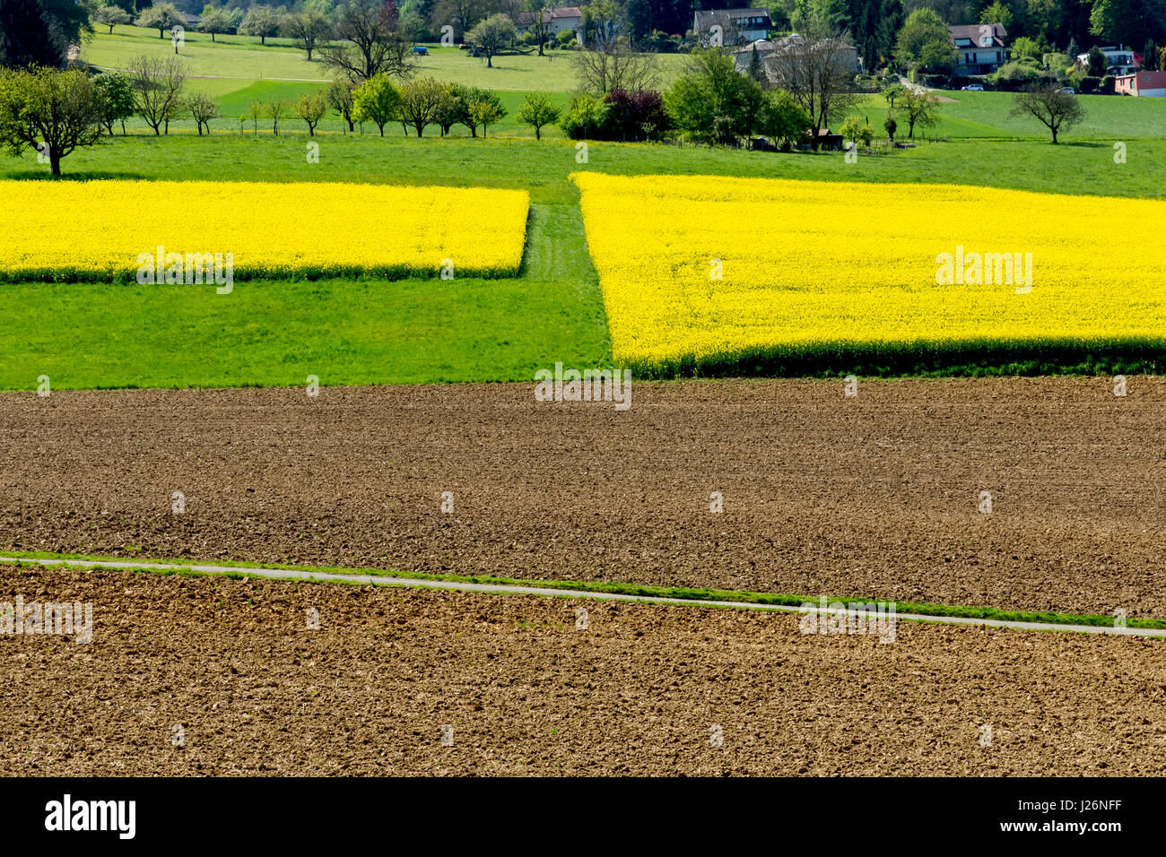 Fields of rapeseed in bloom in Switzerland. Stock Photo