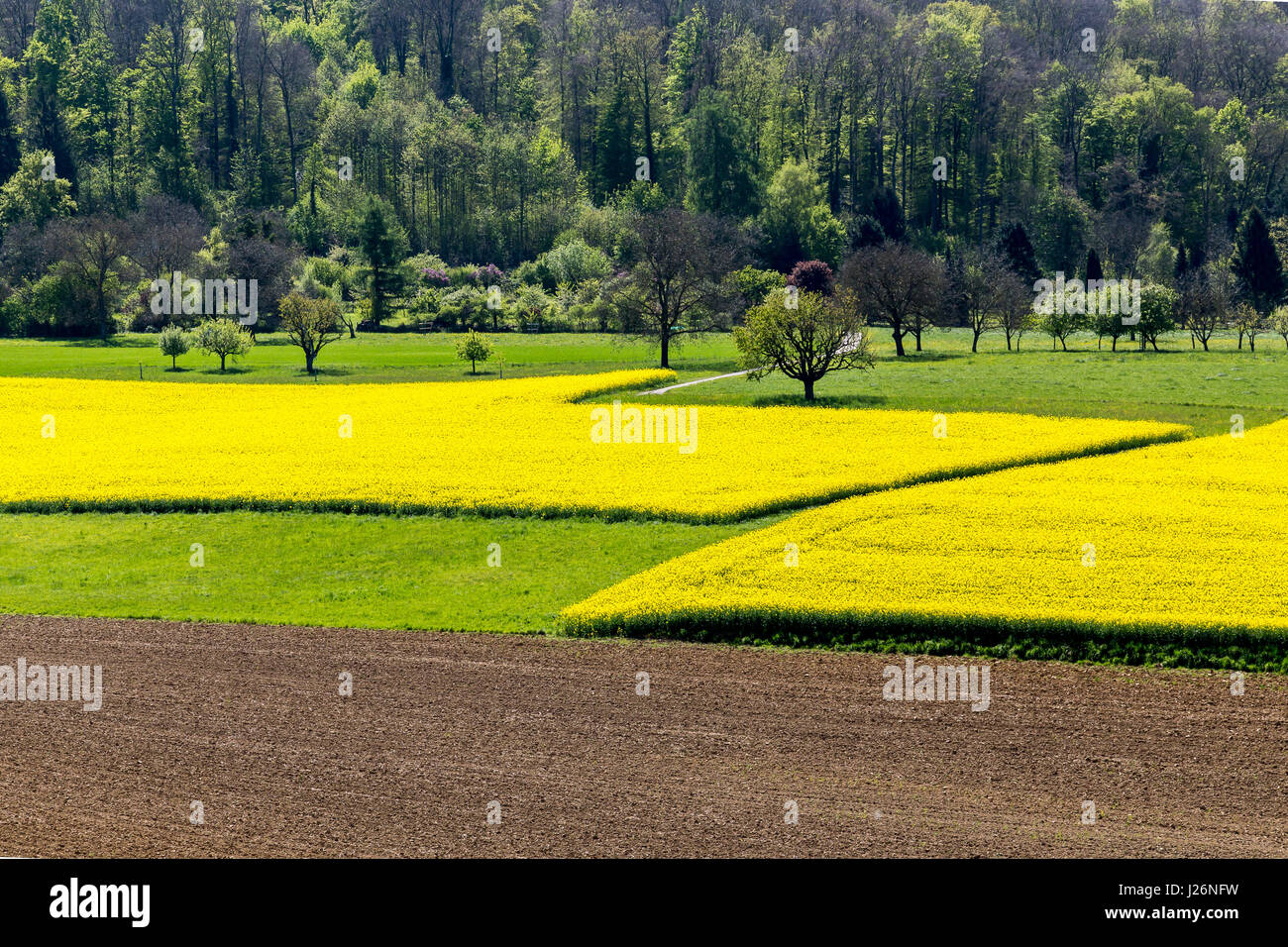 Fields of rapeseed in bloom in Switzerland. Stock Photo