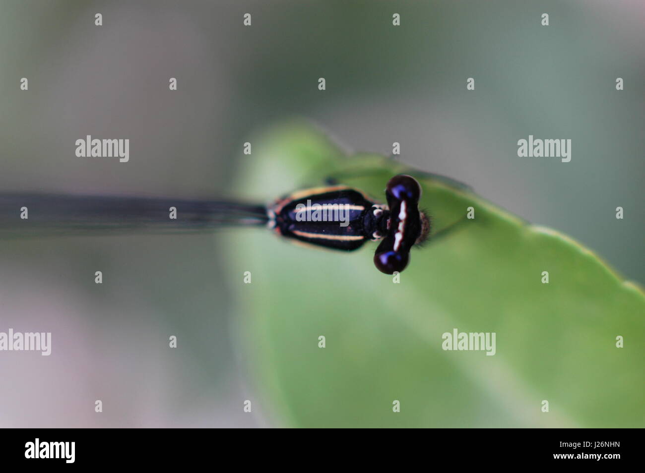 Damselfly white background hi-res stock photography and images - Alamy