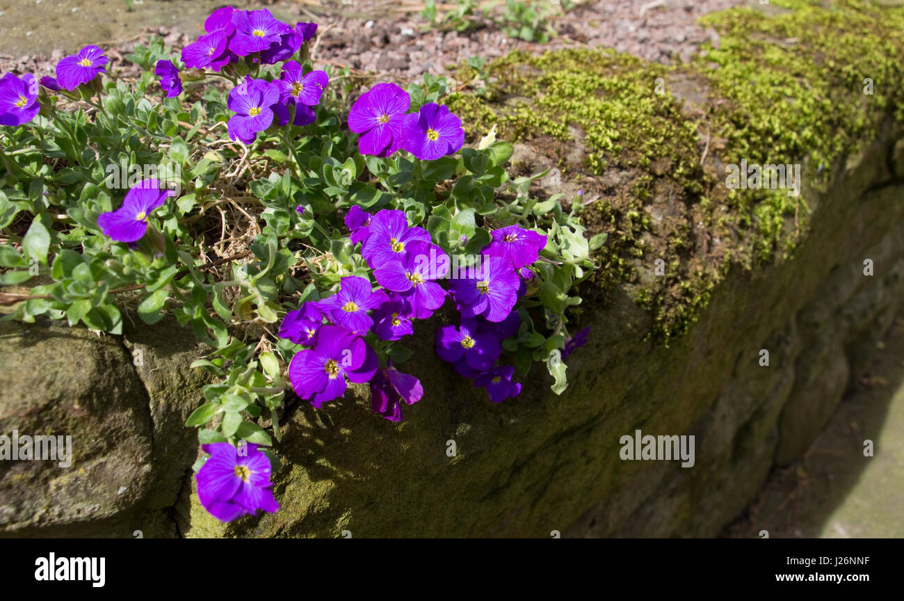 Purple Aubretia in flower Stock Photo