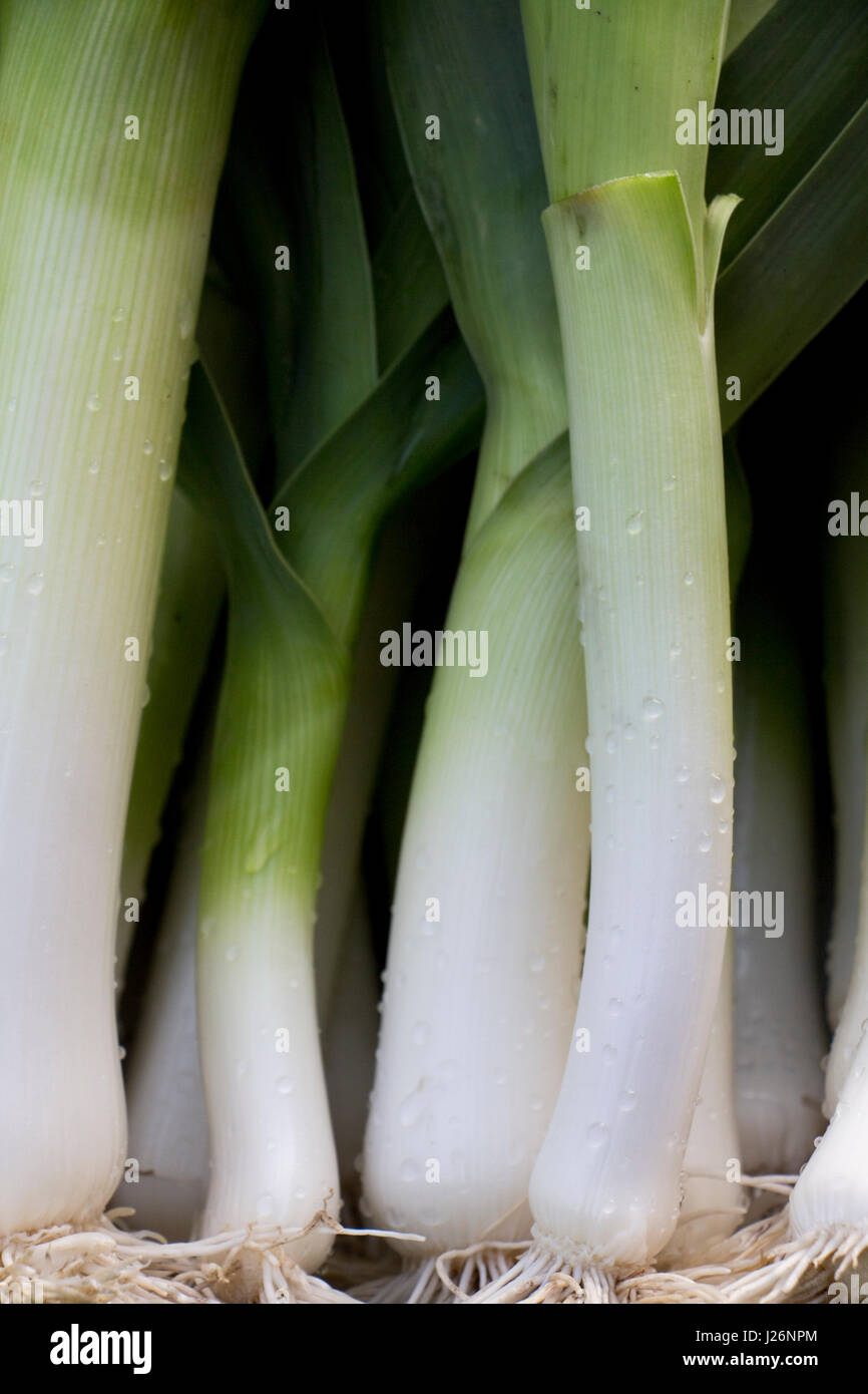 Freshly harvested leeks from a garden Stock Photo