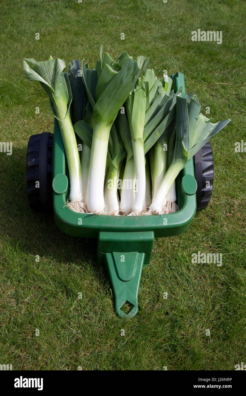 Freshly harvested leeks in a toy trailer Stock Photo