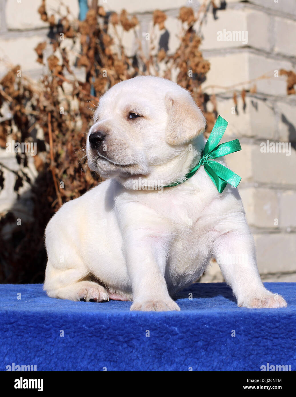 the little yellow labrador puppy sitting on blue background Stock Photo ...