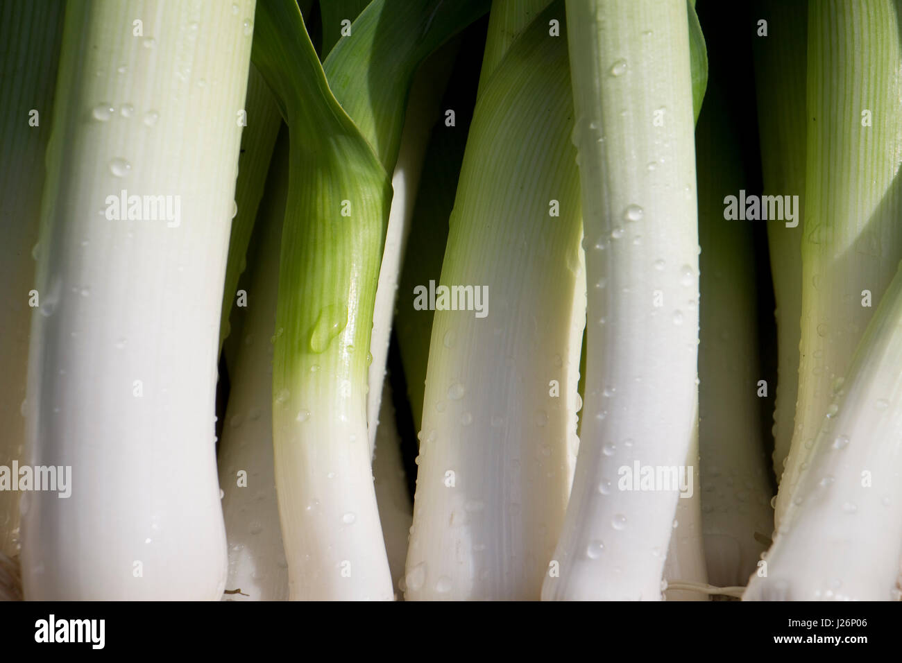 Freshly harvested leeks from a garden Stock Photo