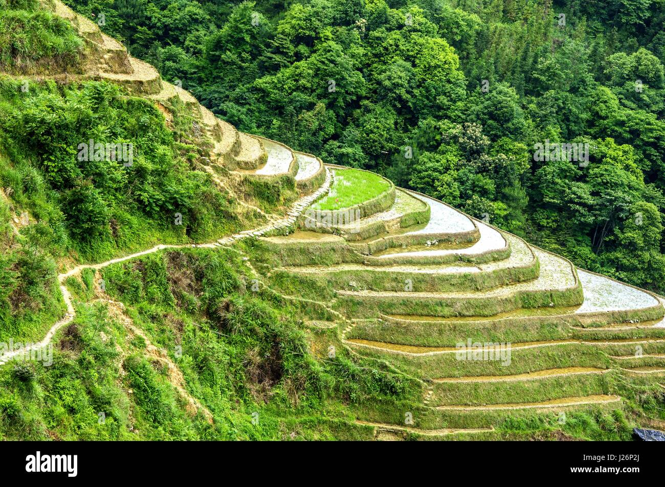 Beautiful rice terrace fields scenery in spring Stock Photo - Alamy
