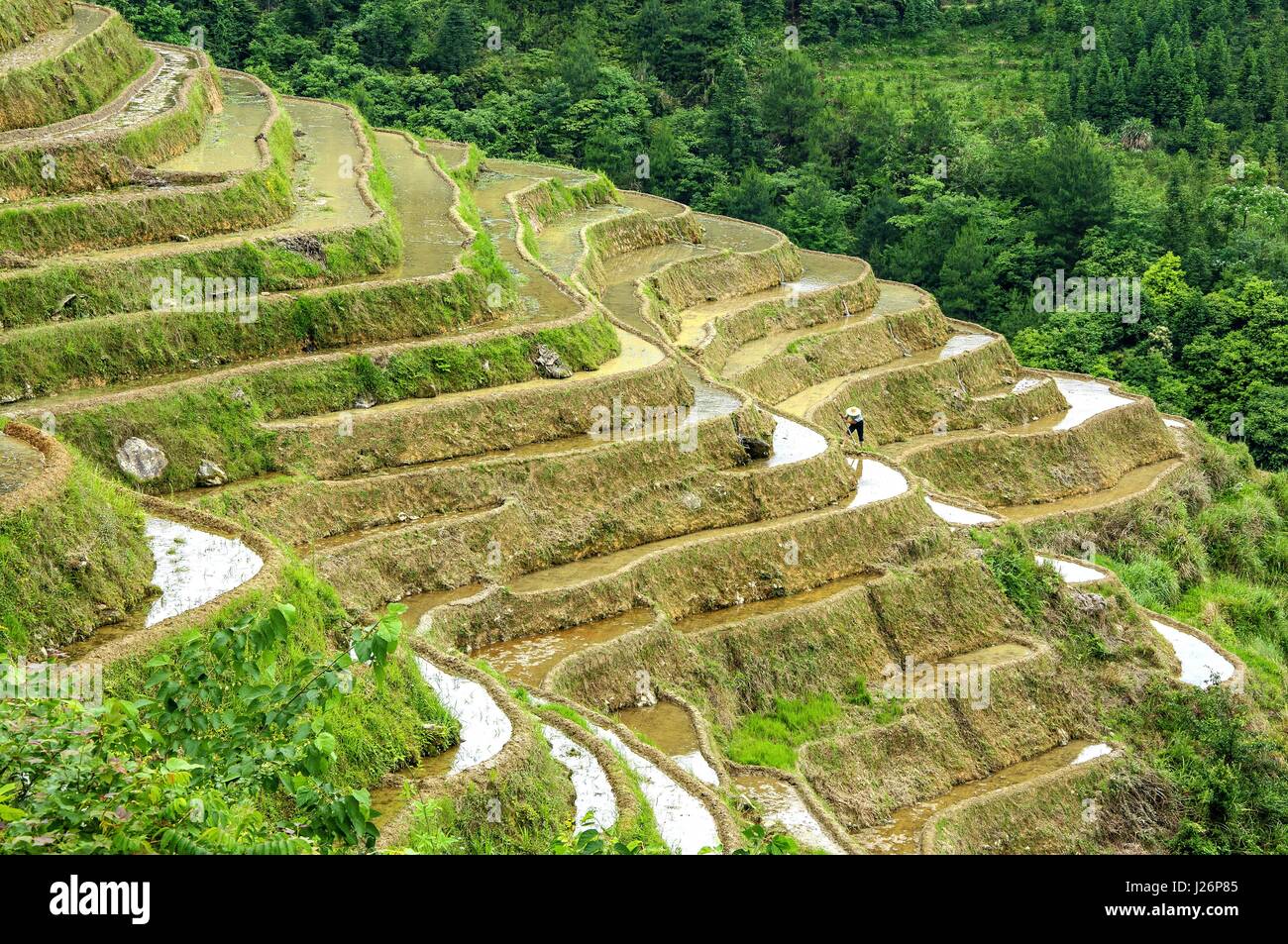 Samoki Rice Terraces Beautiful rice terrace fields hi-res stock photography and images - Alamy