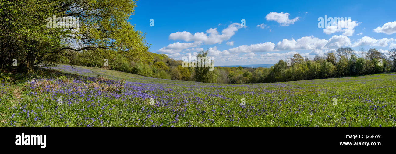 PANORAMIC VIEW OF BLUEBELLS ON POOR'S ALLOTMENT GLOUCESTERSHIRE.ENGLAND UK Stock Photo