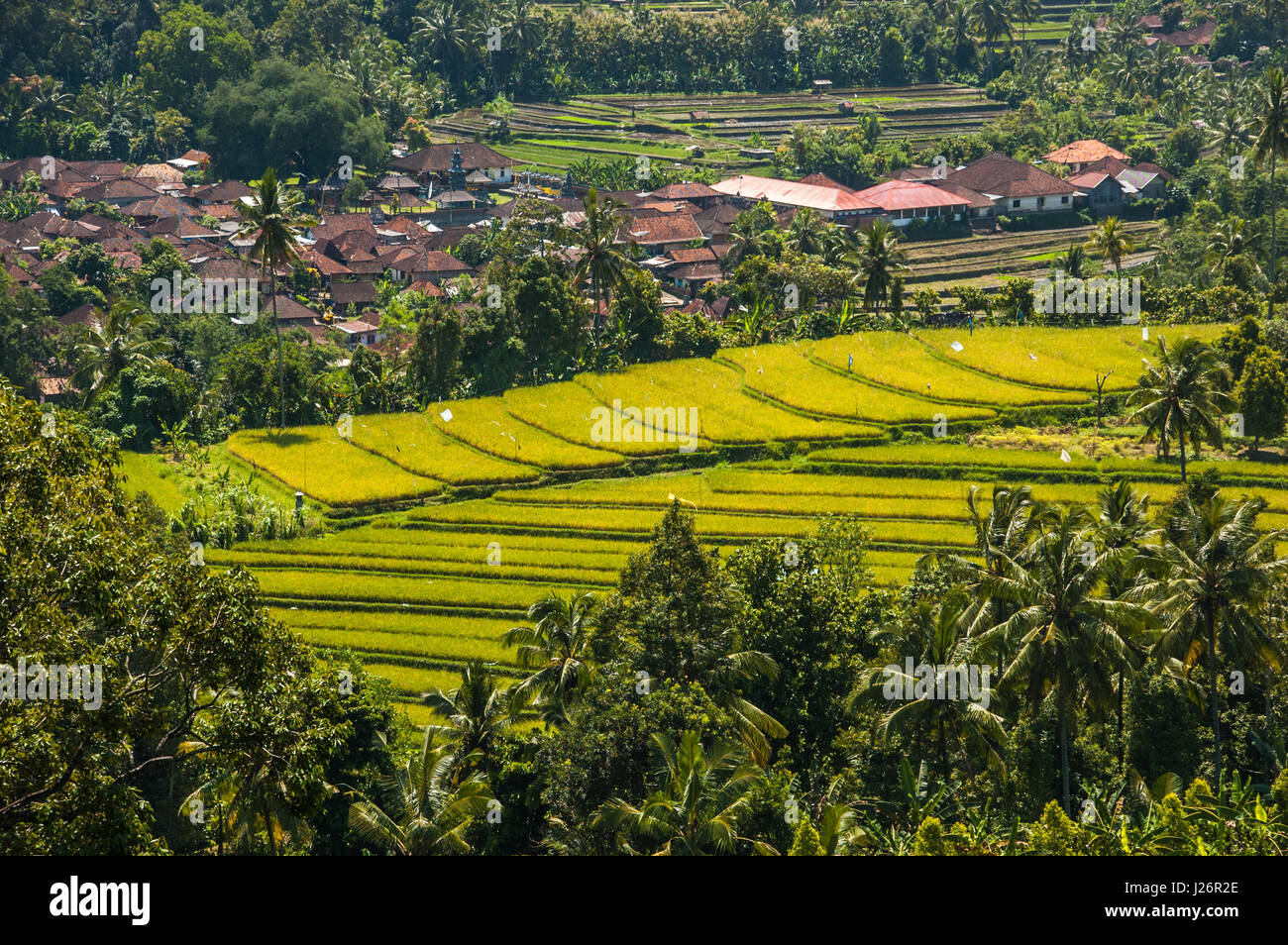 bright green, terraced rice fields beside a typical Balinese village, Munduk, Bali, Indonesia Stock Photo