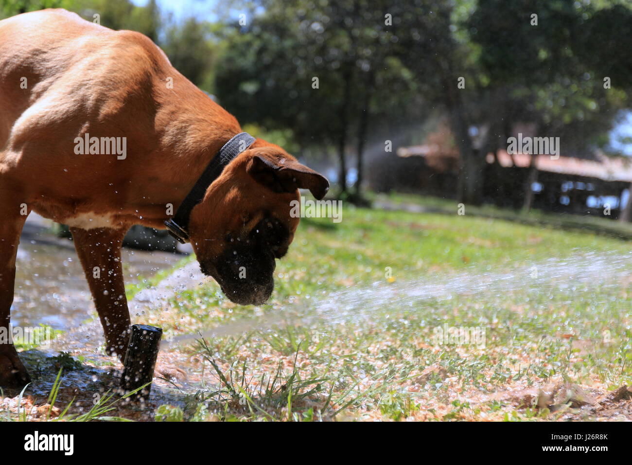 Thirsty dog drinking water from a sprinkler Stock Photo