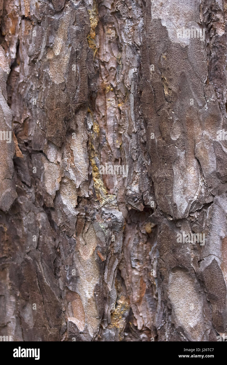 Pine bark close up background or texture Stock Photo - Alamy