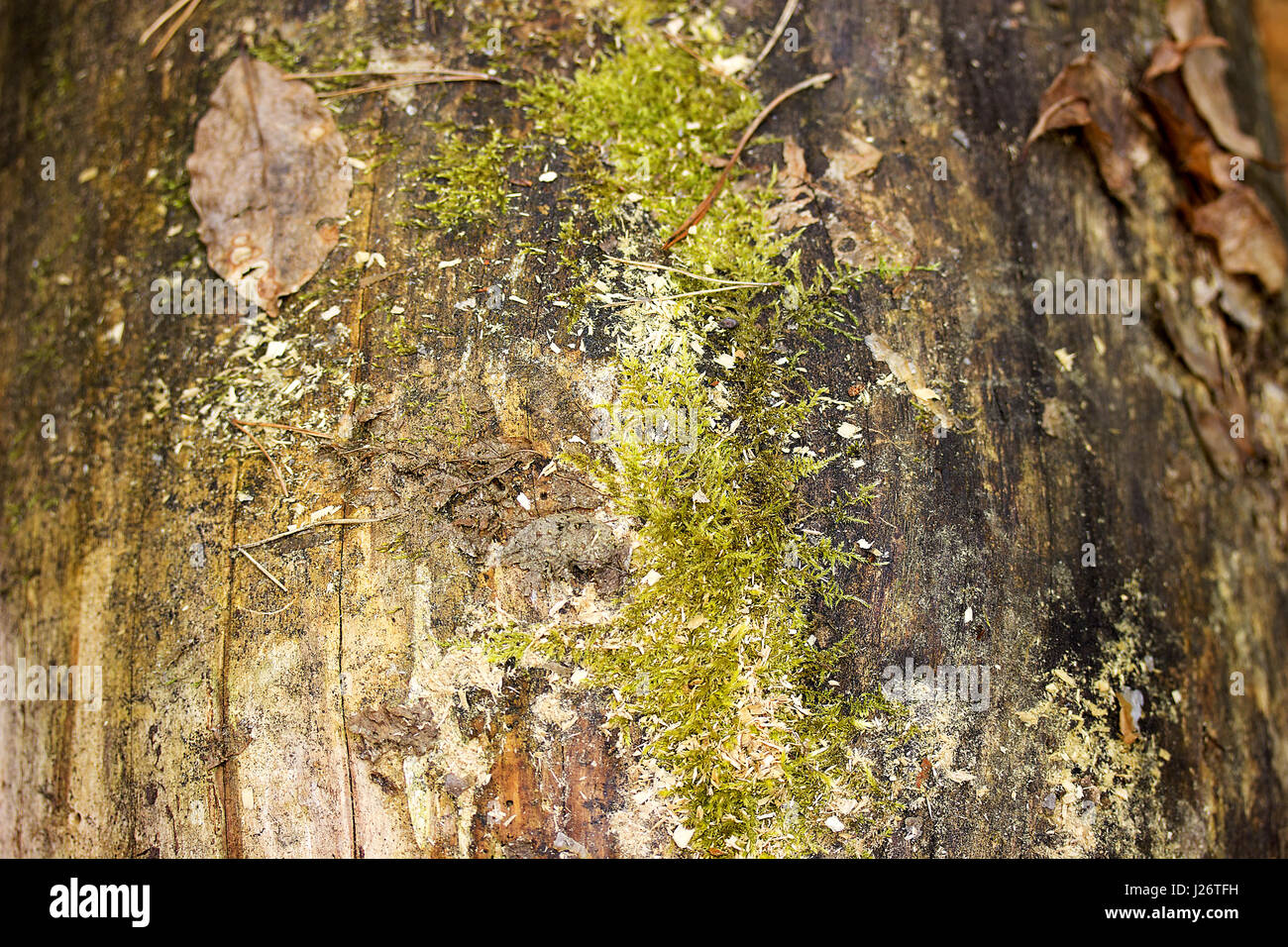 Old wood texture coverd with green moss Stock Photo - Alamy