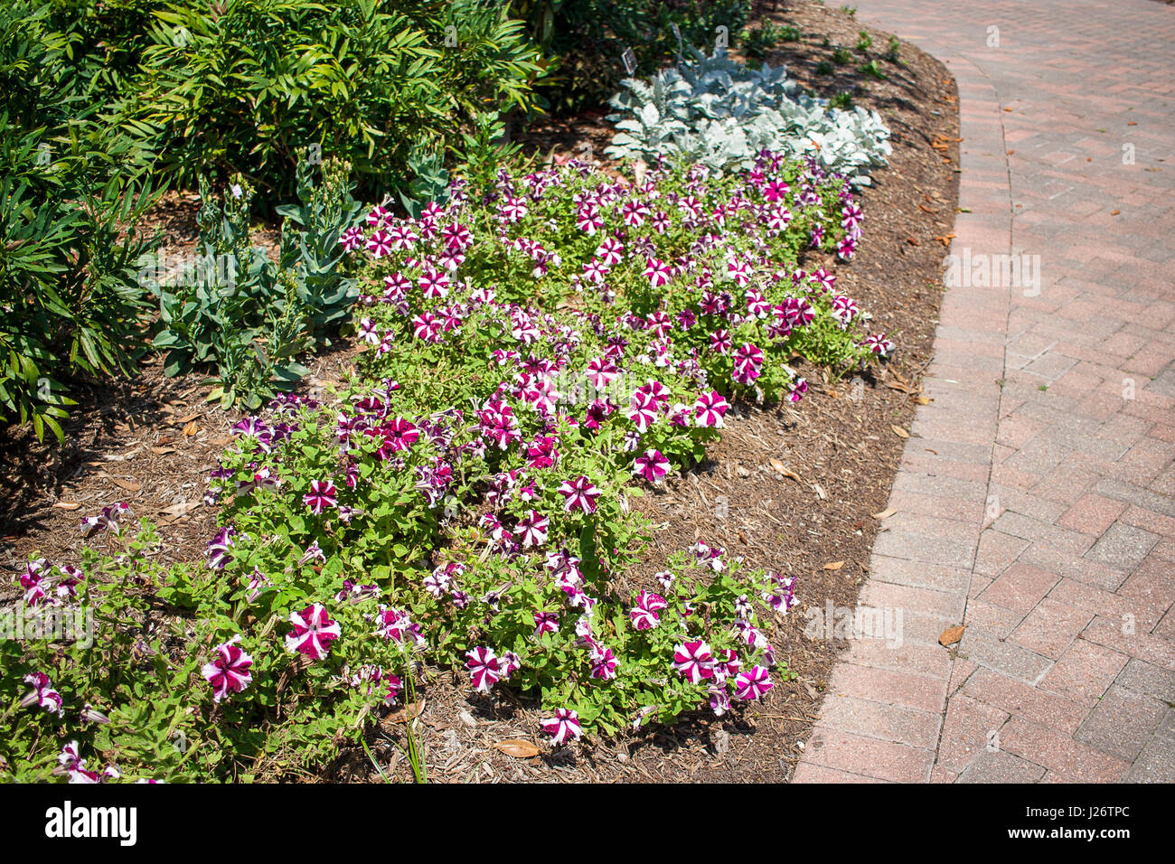 Pink and white petunias Stock Photo Alamy