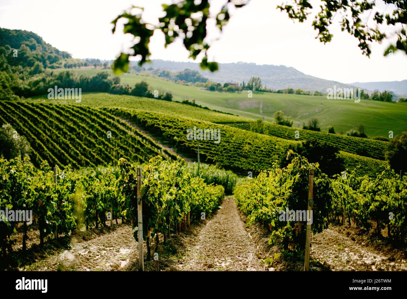 Vineyards in Umbria, Italy on sunny day in August Stock Photo - Alamy