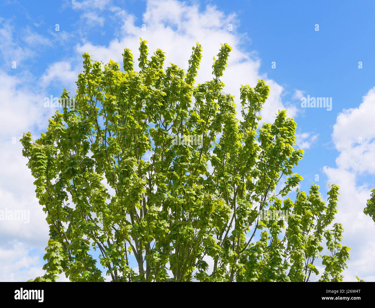 Trees with sunlight and shadows Stock Photo