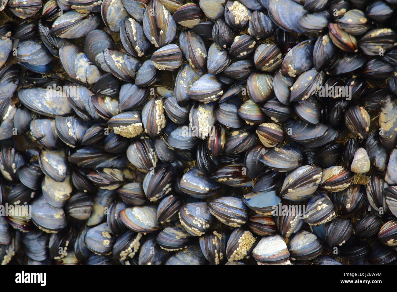 A bed of blue mussels, Mytilus edulis, in the intertidal zone in Cornwall; UK Stock Photo