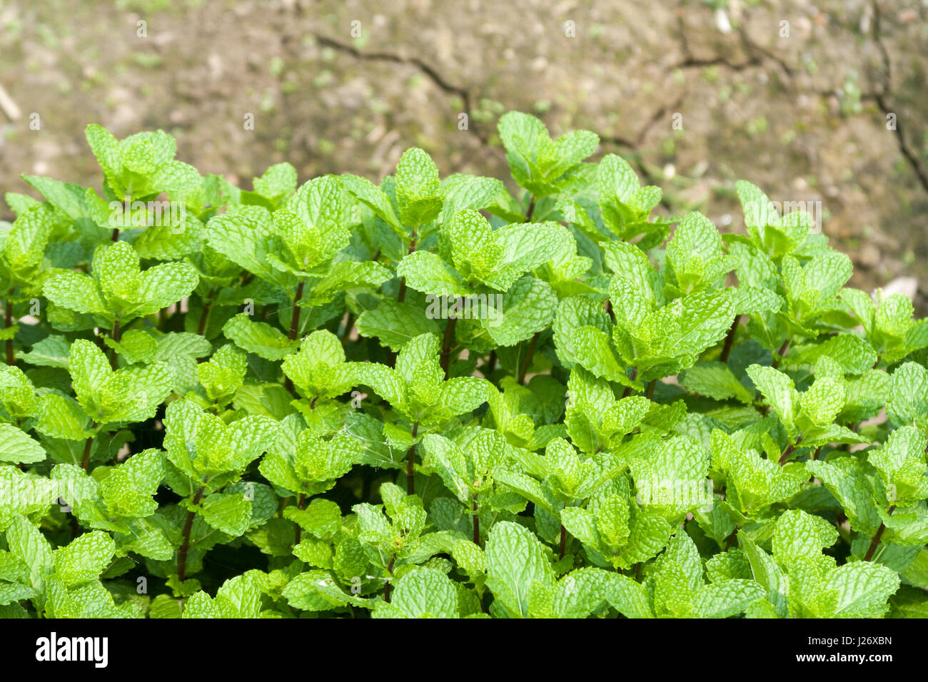Mentha, mint plant, Siluo Township,  Yunlin County, Taiwan Stock Photo