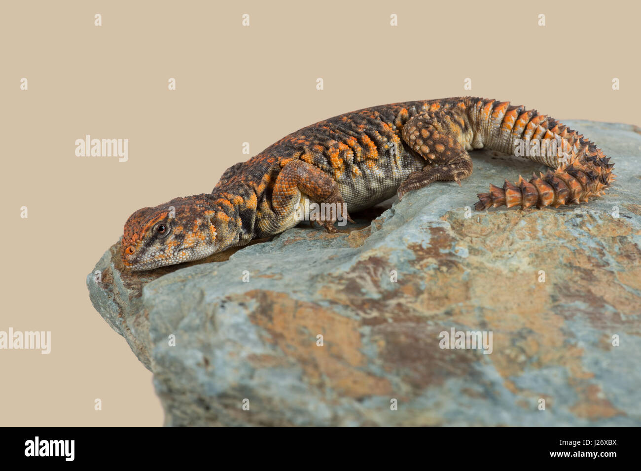 Saharan Spiny Tailed Lizard (Uromastyx geyri) Stock Photo