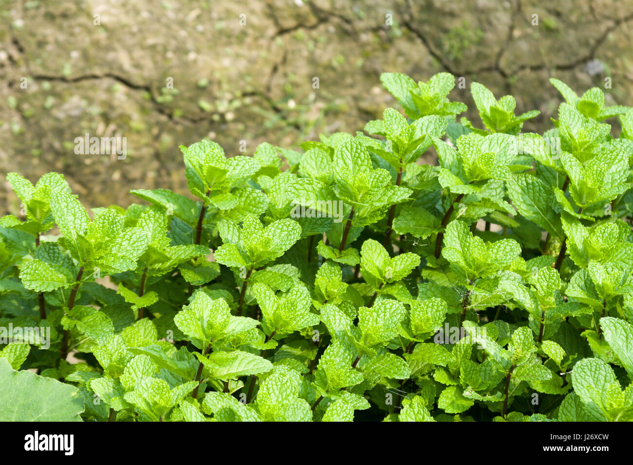 Mentha, mint plant, Siluo Township,  Yunlin County, Taiwan Stock Photo