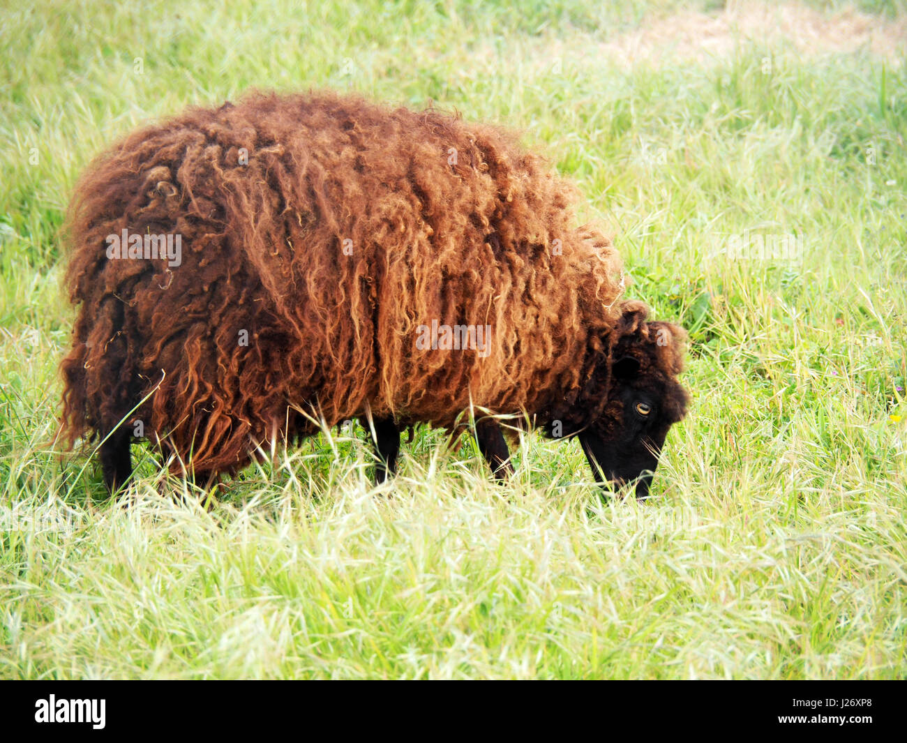 Portrait of a brown sheep in a field Stock Photo - Alamy