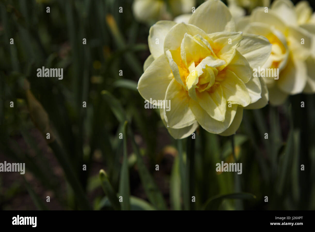 Flower Symbol Life Youth Beauty High Resolution Stock Photography And Images Alamy