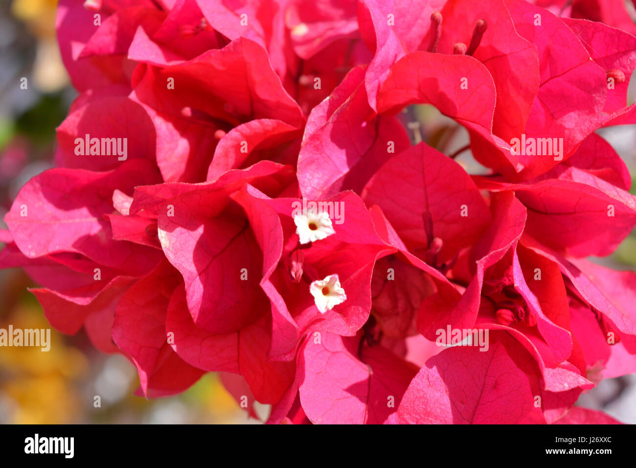 Bougainvillea, red bracts and tiny white flowers Stock Photo