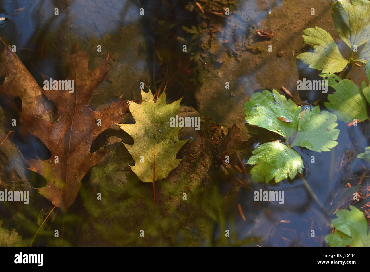 Colorful leaves immersed in river water Stock Photo