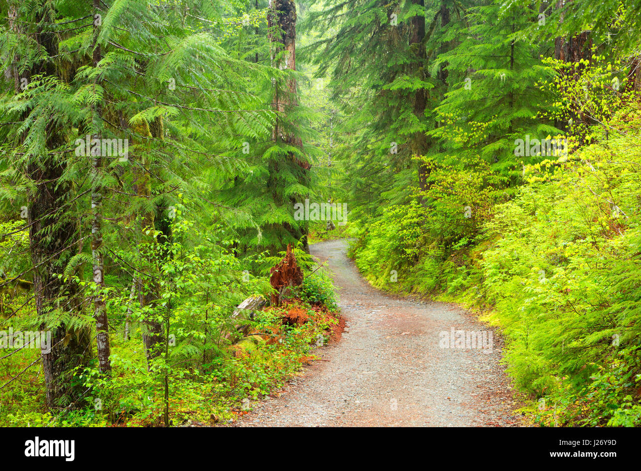 Opal Creek Trail, Opal Creek Scenic Recreation Area, Willamette National Forest, Oregon Stock Photo