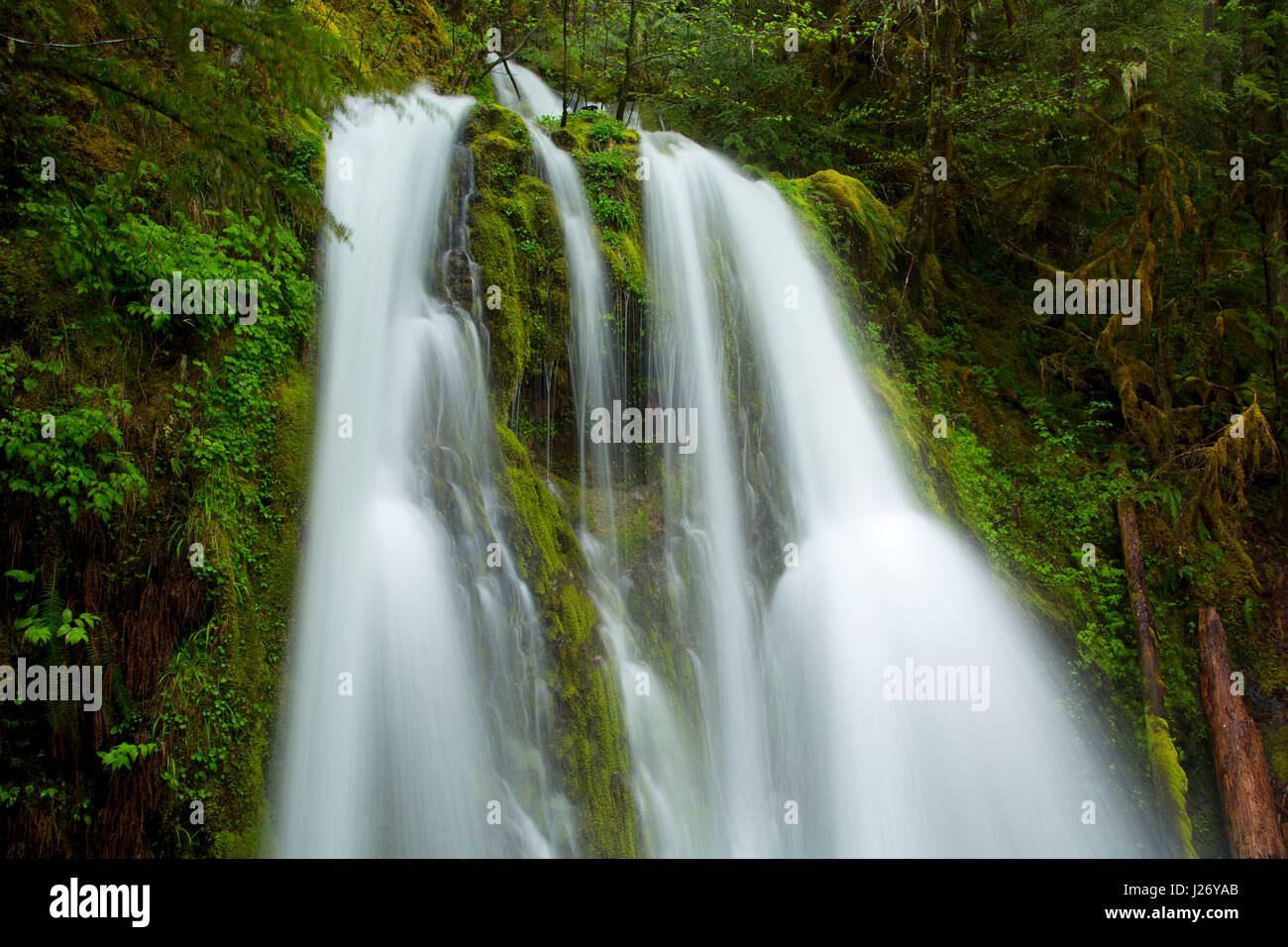 Waterfall along Kopetski Trail, Opal Creek Scenic Recreation Area, Willamette National Forest, Oregon Stock Photo