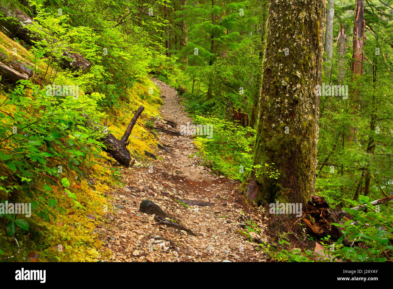 Trail, Opal Creek Scenic Recreation Area, Willamette National Forest, Oregon Stock Photo