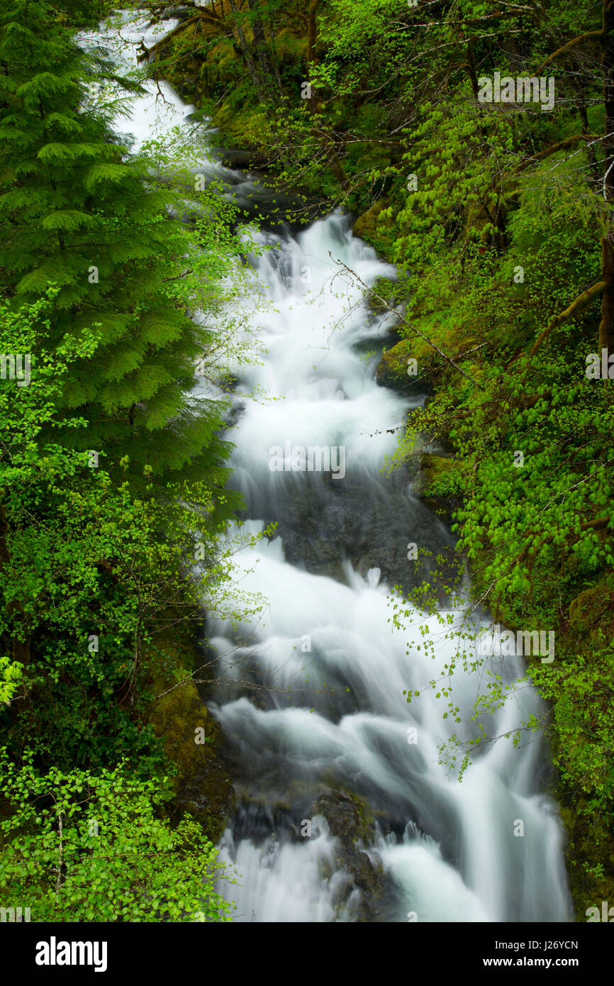 Dry Creek, Opal Creek Scenic Recreation Area, Willamette National Forest, Oregon Stock Photo